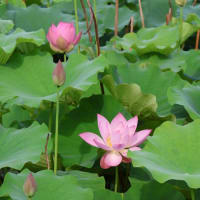 前回のブログで、蓮の花を見に行って、花は皆無で有る事を投稿致しましたが、凡そ1週間に為り、再度今日開花の状態を見て来ました、ボチボチと花を看る事が出来雨の落ちぬ間に急いで帰宅しました。