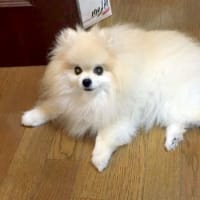 リンの様子