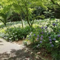神戸市立森林植物園にてアジサイ散策