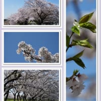 夢前川の桜
