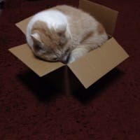 きみは…