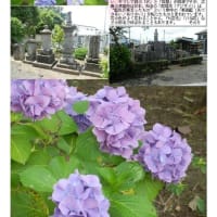 紫陽花－187　宝性院
