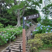 多摩川台公園あじさい園　　水生植物園の睡蓮が一面咲く　　　　９