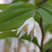 ナミアゲハ蛹越冬を終え巣立つ　バイバイ！