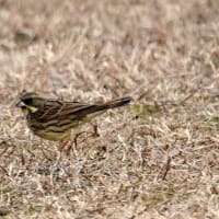 06/22探鳥記録写真：2月に出会った鳥たち①