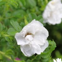 夏の花達５）亜麻、オニゲシ、ハマナスなど