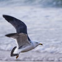 葡萄斑海水浴場のウミネコ