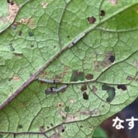 時期の防除「ハスモンヨトウ」と薬剤情報‥『アグリ通信.ACERA』 第57巻 通刊629