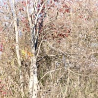 ナンキンハゼ（トウダイグサ科・ナンキンハゼ属）落葉高木