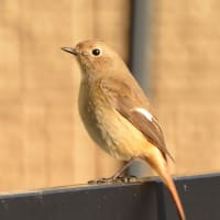 日記　2月を思い起こして（鳥たち）
