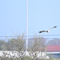 マダラチュウヒの狩