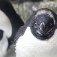 段差顔のペンギン