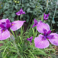 ７月の庭（2）百合が開花
