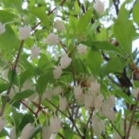 散歩で見た花や木