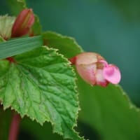 今月最初に撮ったお花