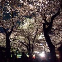 夜の桜と能