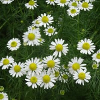 阪急西宮ガーデンズ、スカイガーデンの花