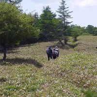 眺望抜群の山　八子ヶ峰(ﾔｼｶﾞﾐﾈ) (1,833ｍ)　　