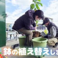 鉢の植え替えしました