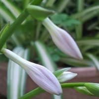 水無月十八日。毎日が自己ベスト更新の薄紫の蕾