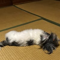 今日のあんちゃんとりんちゃん