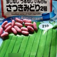 枝豆界のプリンセス「湯あがり娘」とサヤインゲンの[さつきみどり２号]は絶品!