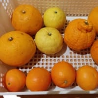 愛媛県西予市の柑橘詰め合わせ