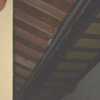 ツバメに励まされて