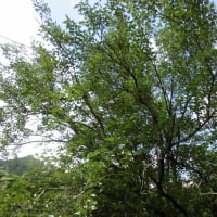 除草作業おつかれ様でした