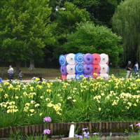 【”25 花菖蒲が満開だ！】東村山市：北山公園
