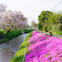 渋田川の芝桜はもう終了？