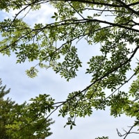 初夏の空、葉のもよう。