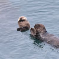 プカプカ・・子どものラッコ