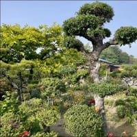 松盆栽の植替えと生垣剪定
