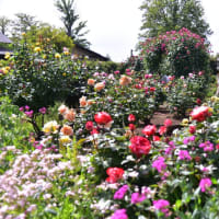 鴻巣花まつり「花久の里バラ祭り2025」