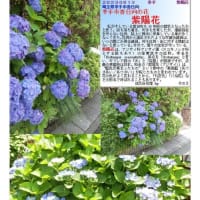 埼玉－2369 　 幸手市香日向の花 紫陽花