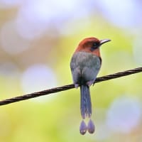 コスタリカ紀行　第1日目　サラピキ編　その５／ヒワコンゴウインコ　オグロキヌバネドリ　ヒロハシハチクイモドキ　ワキチャアメリカムシクイ　ニッケイカザリドリモドキなど
