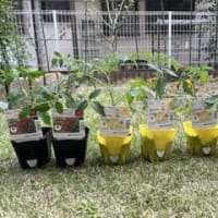 野菜の苗を植える