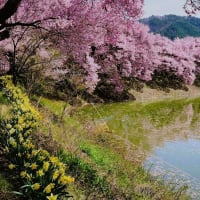 桜シリーズ　六道の堤