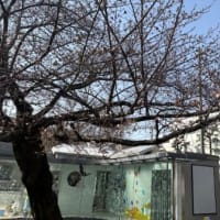 開花宣言