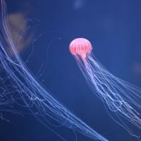 四国水族館Ⅱ
