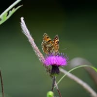 広島県世羅町紀行／コウノトリ　ブッポウソウ　ヒョウモンモドキ　ハッチョウトンボなど