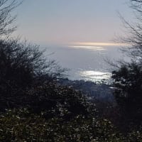 早咲き菜の花と雪化粧の富士山(二宮町の吾妻山公園)