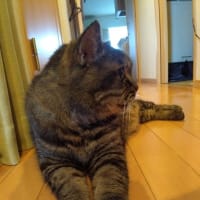 雀と一緒