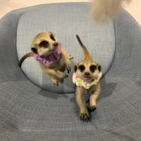 シュガーの子育て備忘録⑧