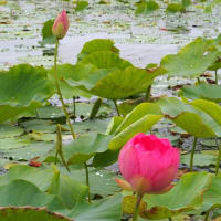 福島潟の蓮の花