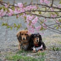 兵庫島公園の河津桜