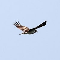05/21鳥記録写真-2：はまゆう公園の鳥たち（ミサゴの飛翔、）