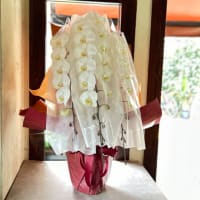オフィス移転お祝いの胡蝶蘭鉢