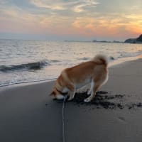 気持ちいい？砂に顔を突っ込む柴犬ひのき